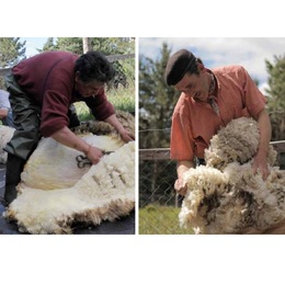 Paso 1. Extracción: se corta cuidadosamente la lana de la oveja.